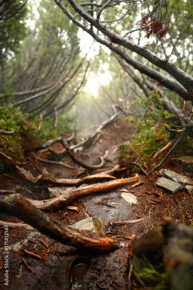 vertical photo of pine trees in a forest with fog vertical photo of pine trees in a forest with fog