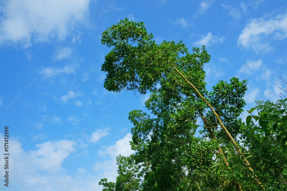 Fototapeta premium Trees on hill against a bright blue sky