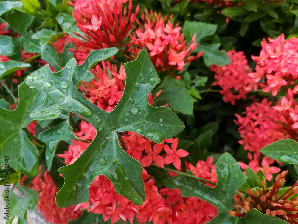 Beautiful green leaf with rain droplet on red ixora background. Beautiful green leaf with rain droplet on red ixora background.