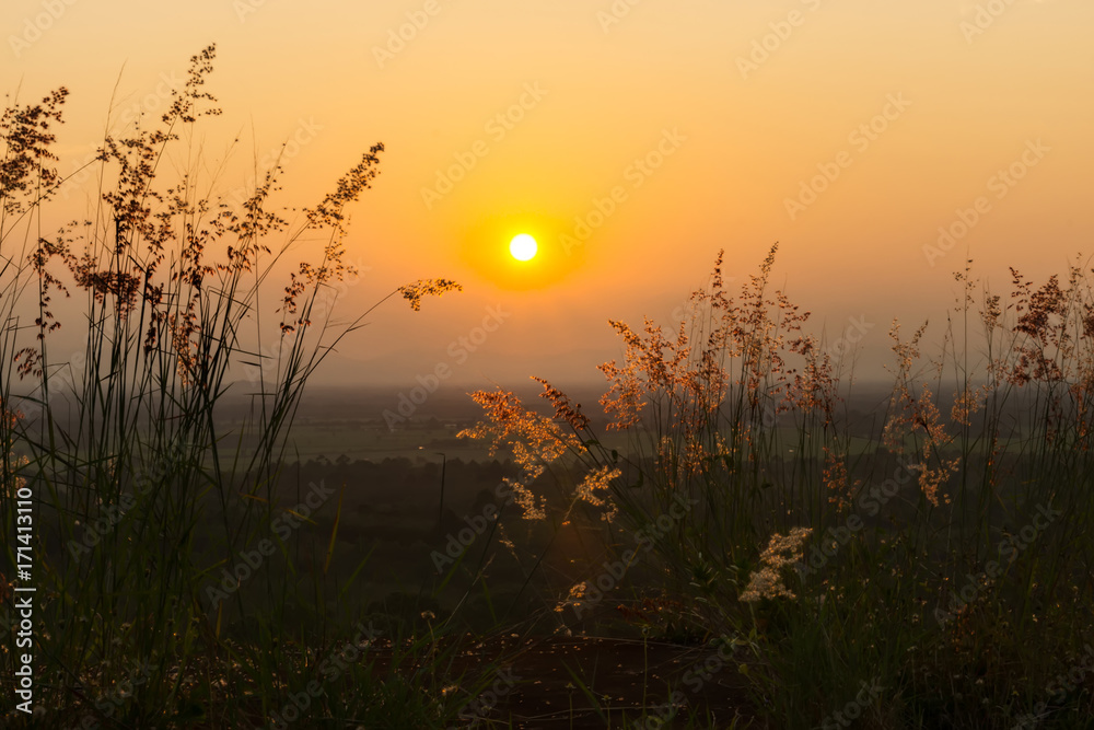 Fototapeta premium Flower grass on the mountain with sunset.