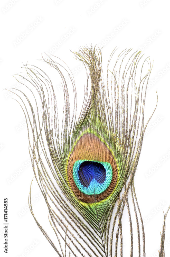 Fototapeta premium Peacock feathers macro for background or wallpaper