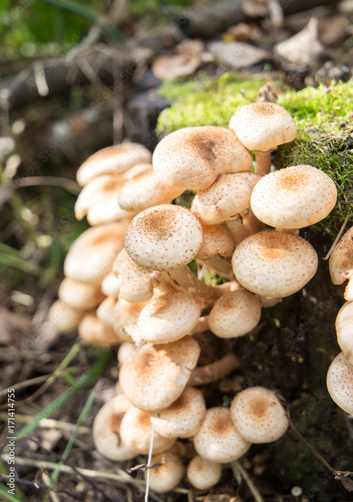 close up of Eatable mushrooms Honey agarics close up of Eatable mushrooms Honey agarics