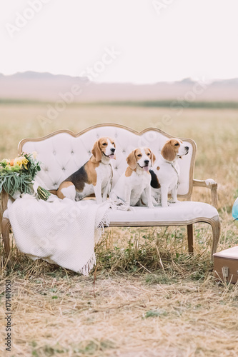 Three dogs are sitting on the old-fashioned sofa covered with the knitted plaid near the colourful bouquet at the background of the sunny field. photo