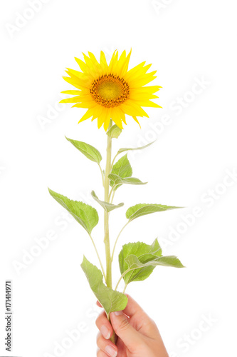 Hand giving yellow sunflower