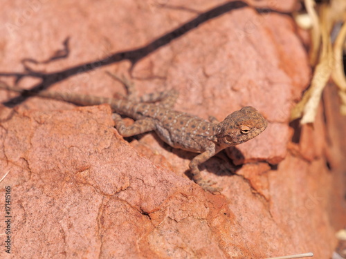 Central Netted Dragon, Ctenophorus nuchalis at Trephina Gorge, east MacDonnell ranges near Alice Springs, Northern Territory, Australia 2017 photo