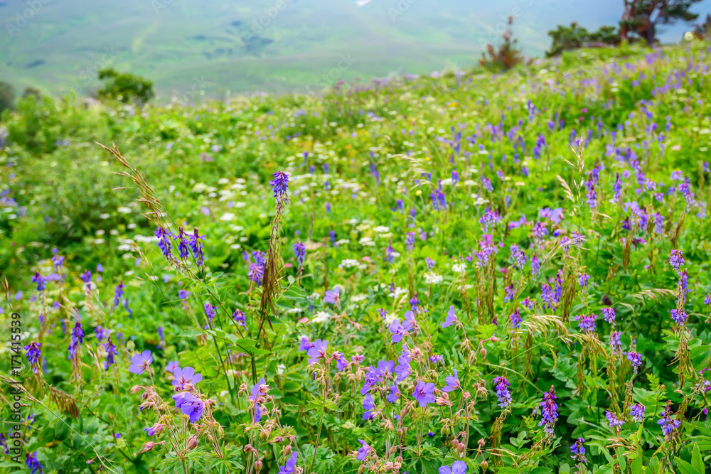 Scenic view of mountain meadow