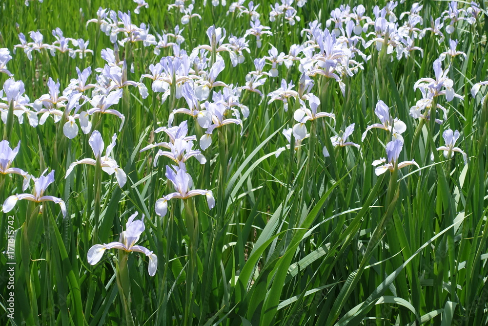 Fototapeta premium Butterfly irises in full bloom in the garden
