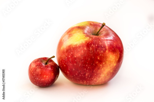 A large red and pink apple with a small paradise apple wild on a white isolated background. A small child of a large apple. Comparison. Business partnership