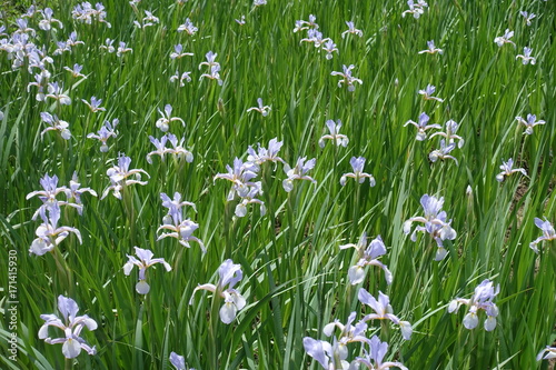 Plenty of lilac flowers of Iris spuria