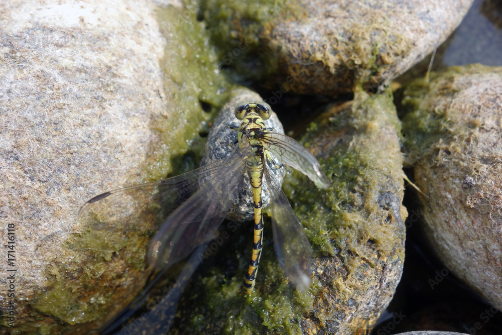 dragonfly on river rocks