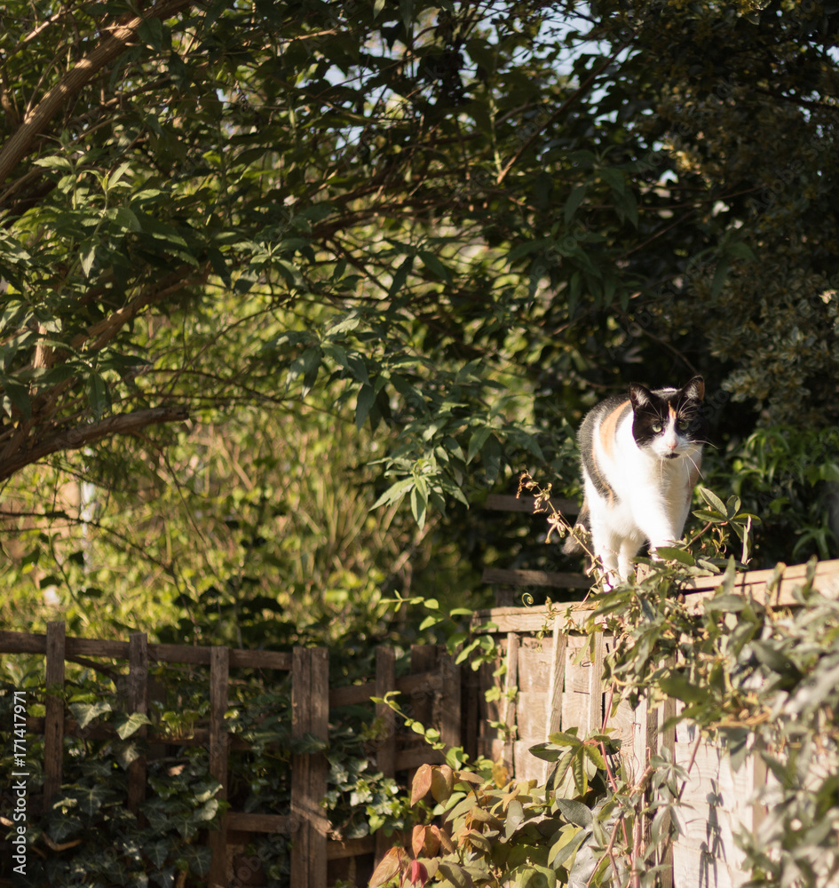 Obraz premium A cat with green eyes walks along a wooden fence surrounded by green trees and leaves. This is a small green world.