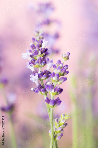 Lavender flowers.