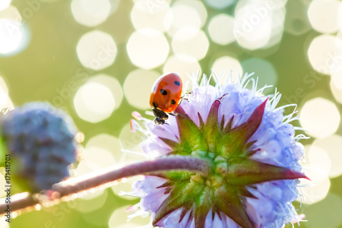A ladybug on the flower.