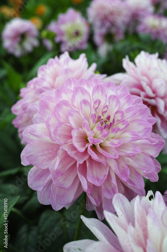 Pink rose dahlia flower  Beautiful bouquet or decoration from the garden