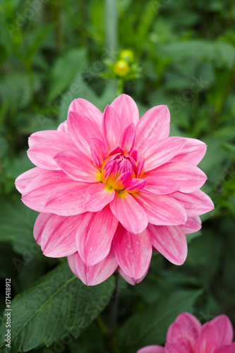 Pink rose dahlia flower, Beautiful bouquet or decoration from the garden