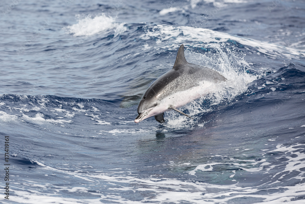 Fototapeta premium Delfin vor Sao Miguel (Azoren)