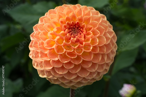 Fototapeta Naklejka Na Ścianę i Meble -  Salmon orange dahlia flower, beatyful bouquet or decoration from the garden