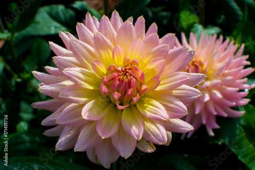 Fototapeta Naklejka Na Ścianę i Meble -  Pink rose dahlia flower, beatyful bouquet or decoration from the garden