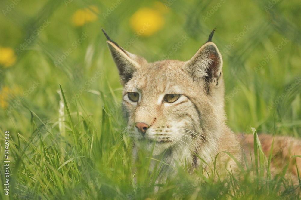 Fototapeta premium Processed with VSCO with t1 preset