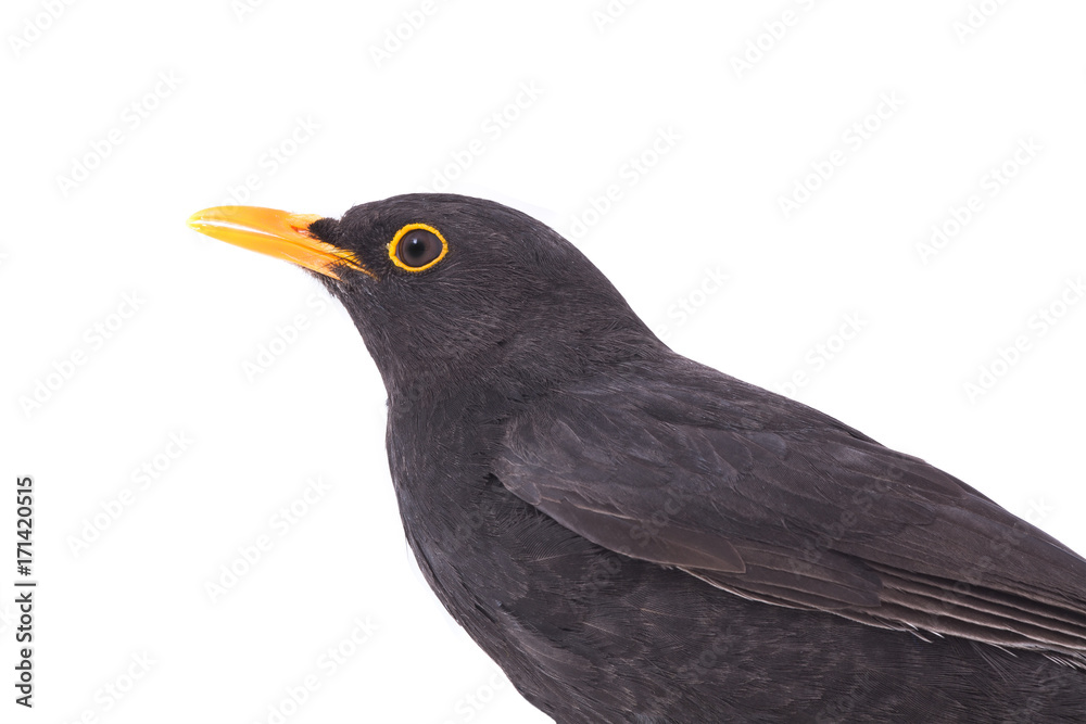 portrait blackbird portrait blackbird