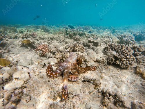 reef octopus (Octopus cyanea) on coral garden
