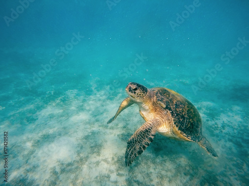 big Adult green sea turtle (Chelonia mydas)