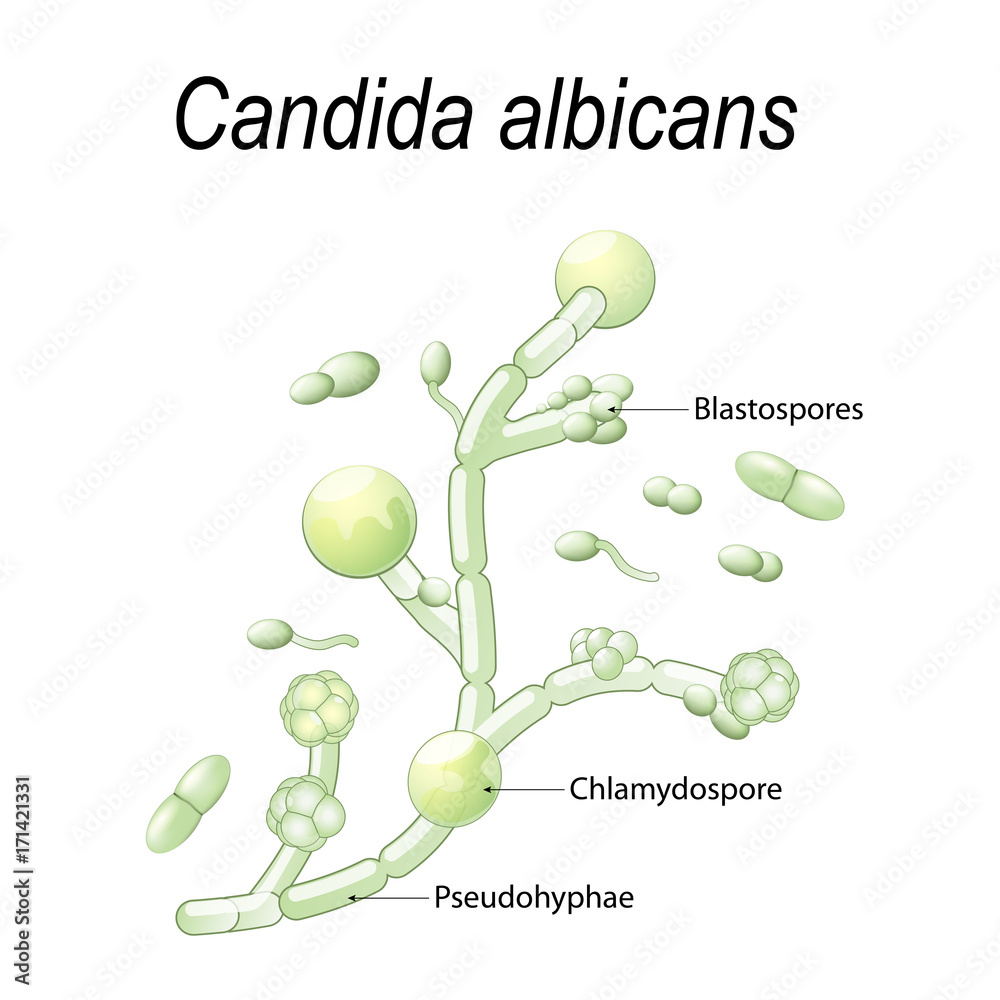 Candida albicans Stock Vector | Adobe Stock