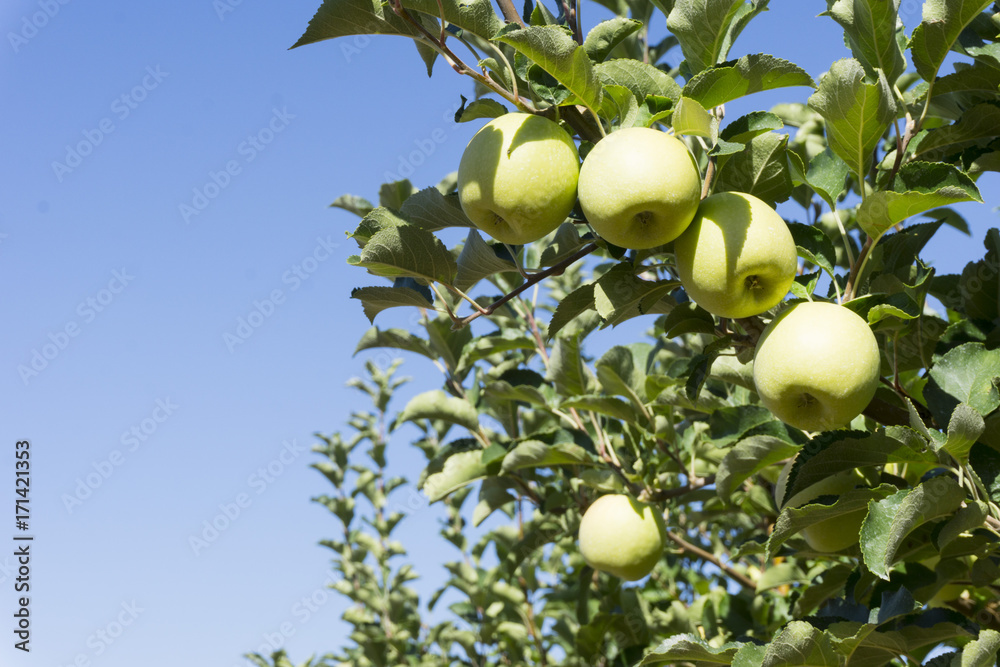 Apples are on branches