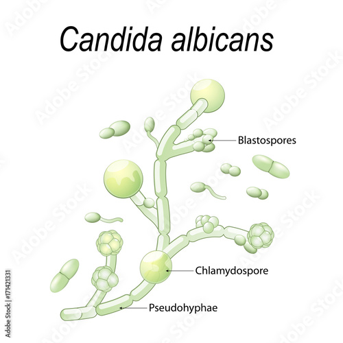 Candida albicans photo
