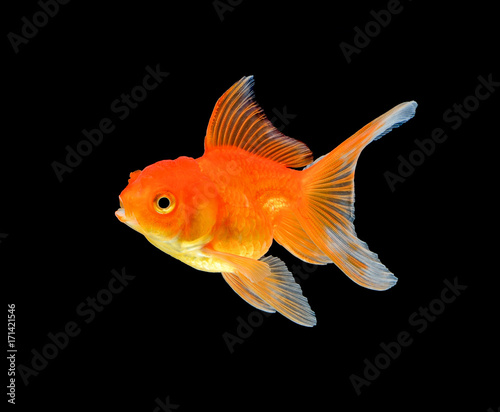 gold fish isolated on black background © nipaporn