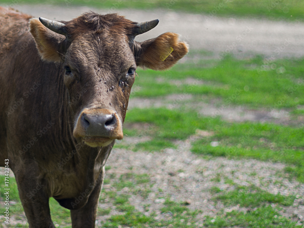 Organic farming livestock outside to access natural pasture during grazing season Organic farming livestock outside to access natural pasture during grazing season