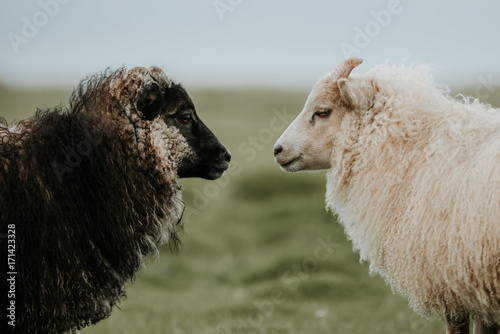 Sheep standing on grassy landscape