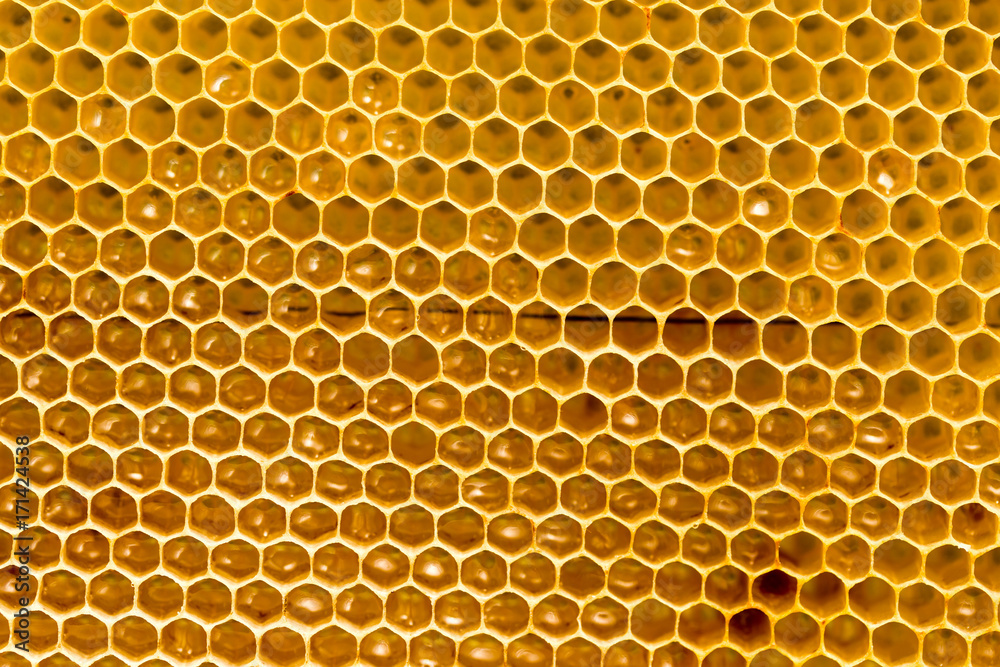 honey comb with honey as a background