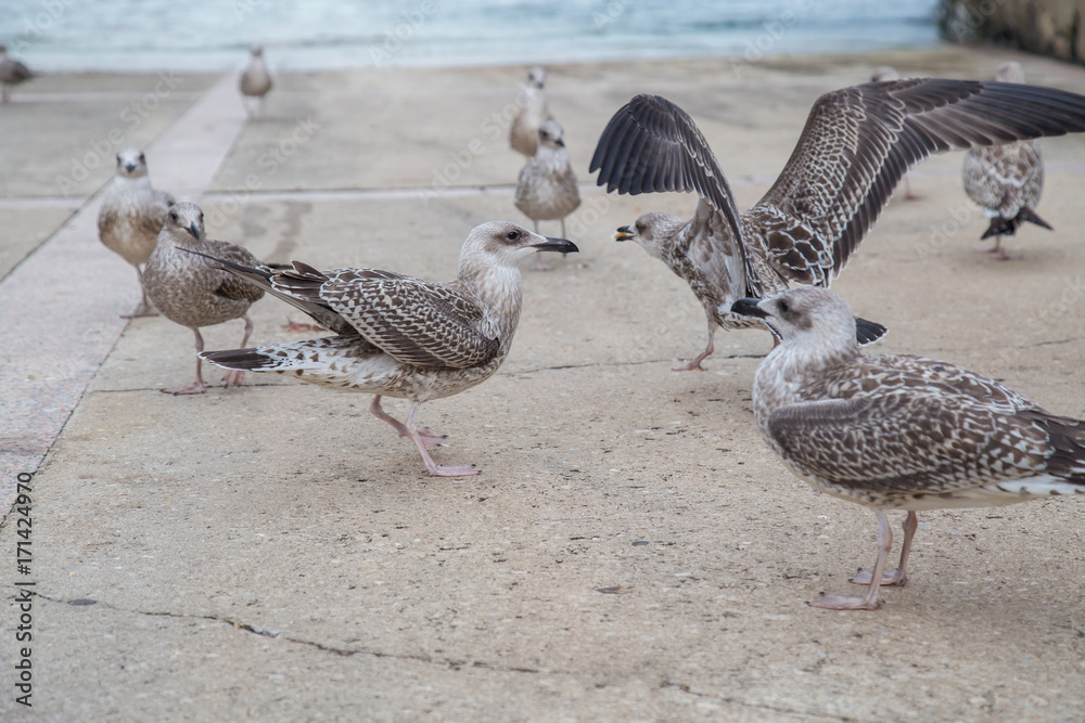 Fototapeta premium Group of seagulls eating bread crumbs on paved seafront on coast. 