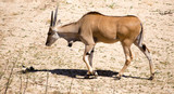 Antelope in the park