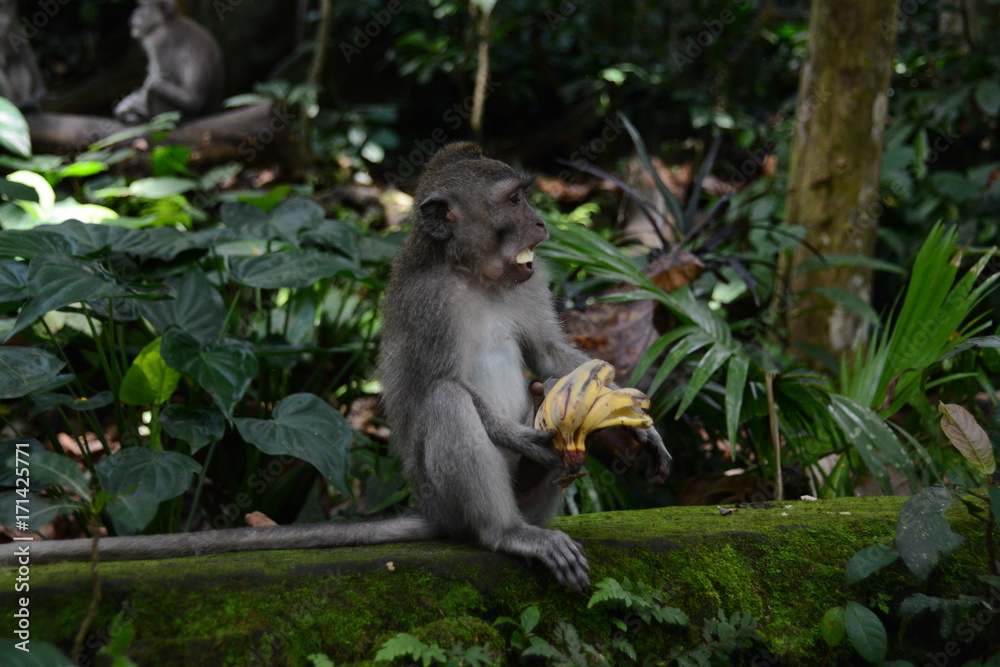 scimmia che mangia banana