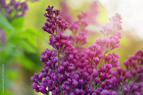 beautiful blooming violet lilac with blurred sunny background