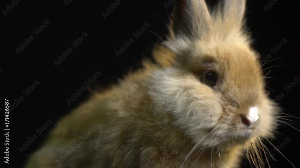 Fluffy little rabbit sniffs something while sitting in the dark, slow motion