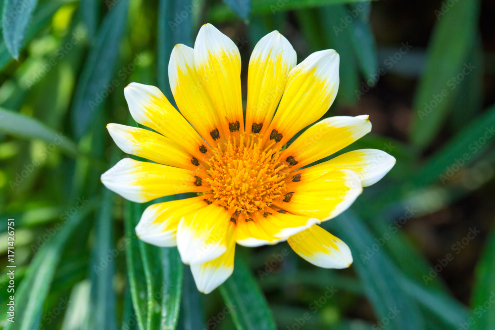 Yellow White-tipped Gazania Flower Yellow White-tipped Gazania Flower