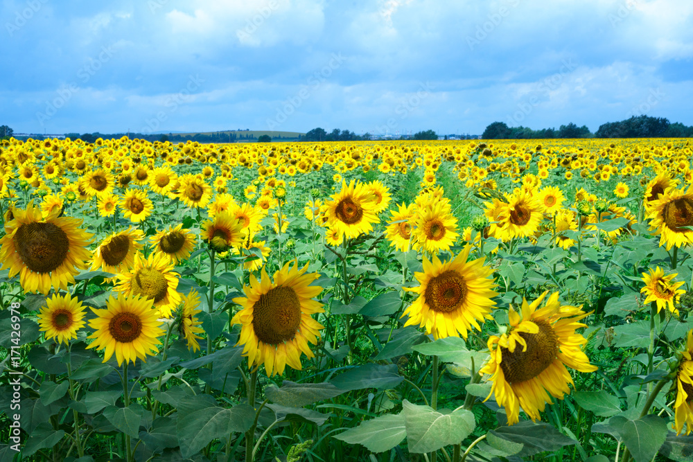 Fototapeta premium Field of Sunflowers and Blue Sky