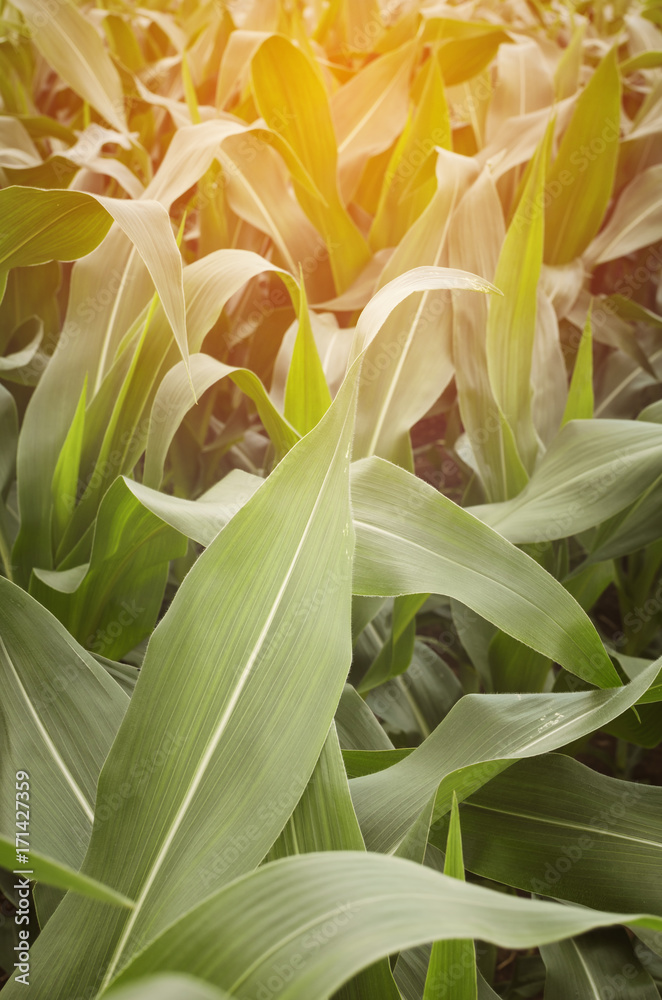 Green corn field Green corn field