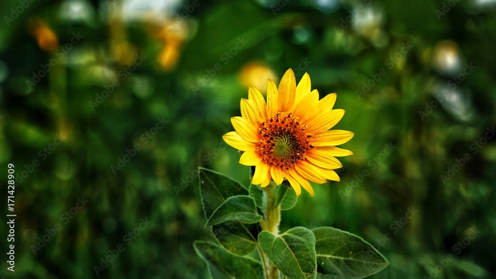 Nature Nature