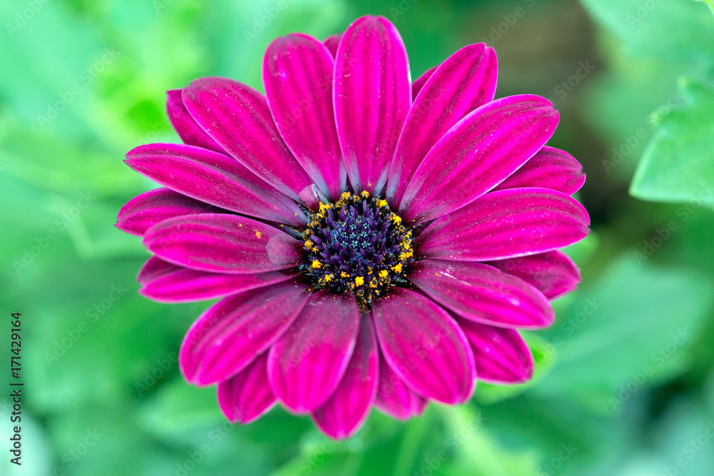 Purple Osteospermum Flower Purple Osteospermum Flower