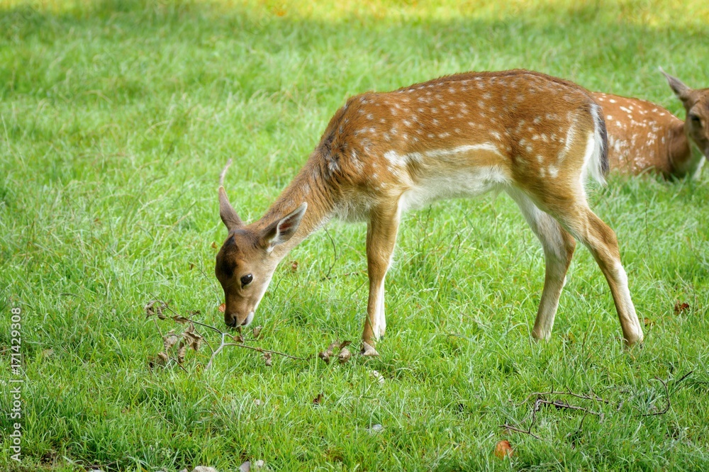 Das kleine Reh isst den Grass Das kleine Reh isst den Grass