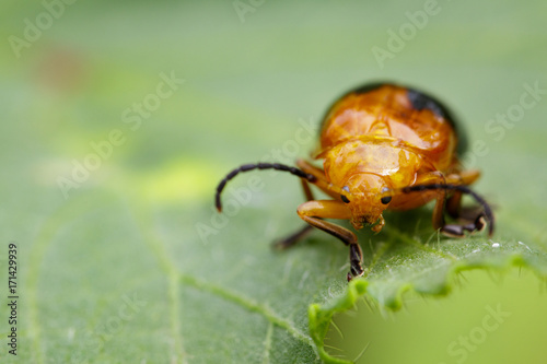 Image of Twin-spotted Beetle (Oides andreweisi) on green leaves. Insect Animal photo