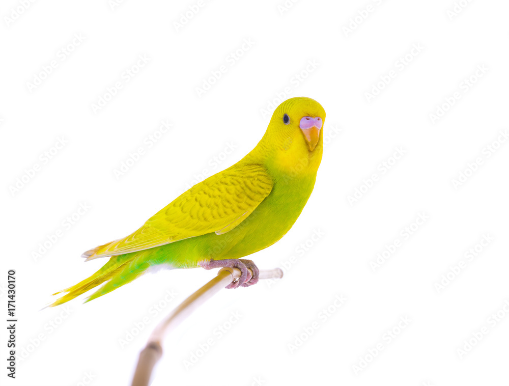 Fototapeta premium budgie