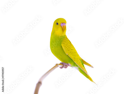  budgie