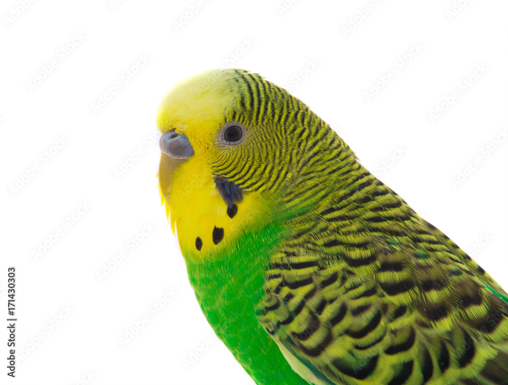 Fototapeta premium green budgie