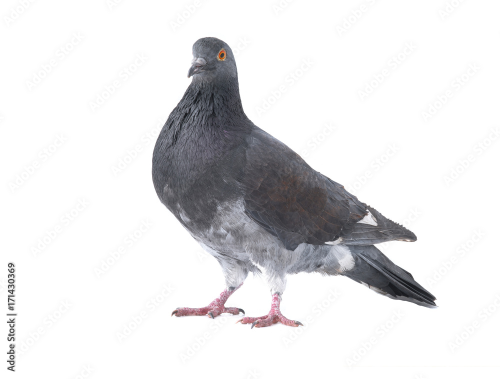 Obraz premium gray pigeon