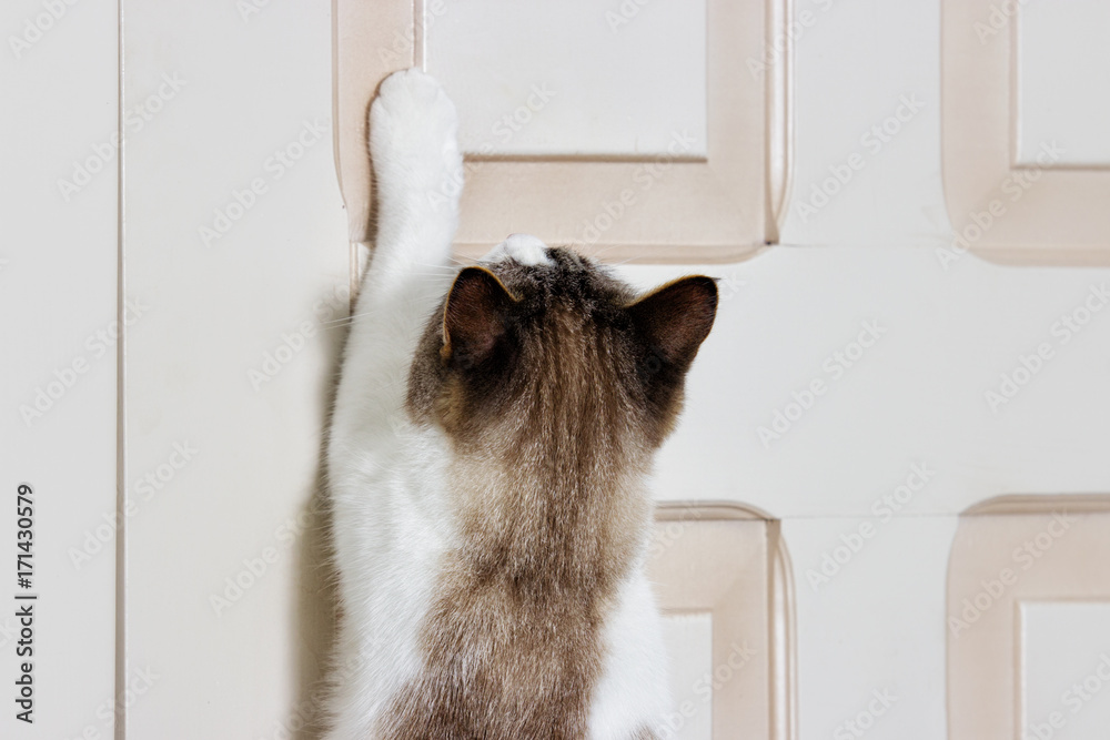 Fototapeta premium cat opens the door with its paw
